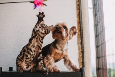 Battle of the Flea and Tick Preventatives: Seresto Collar vs. Frontline Plus