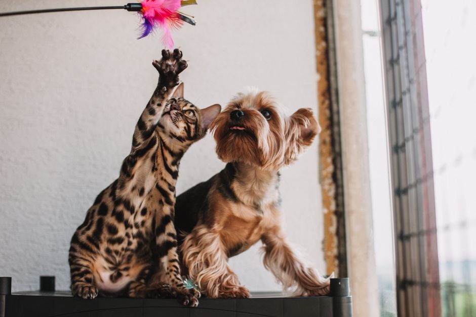 Battle of the Flea and Tick Preventatives: Seresto Collar vs. Frontline Plus