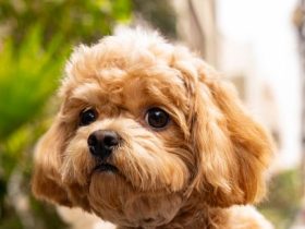 Ultimate Dog Supplies Buying Guide: Essential Tips for Every Pet Owner