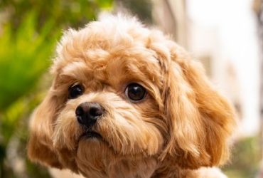 Ultimate Dog Supplies Buying Guide: Essential Tips for Every Pet Owner