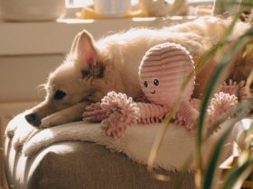 Top Picks for Pooches: Best Dog Products Reviewed
