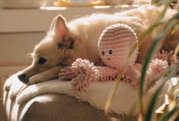 Top Picks for Pooches: Best Dog Products Reviewed