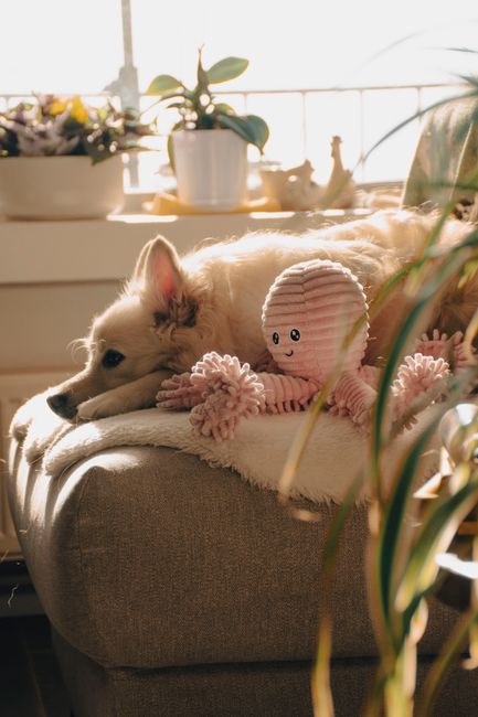 Top Picks for Pooches: Best Dog Products Reviewed