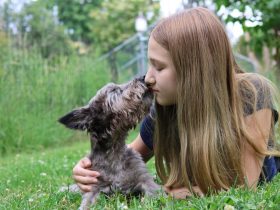 Essential Dog Supplies Buying Guide: Top Tips for Every Pet Owner