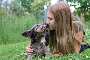Essential Dog Supplies Buying Guide: Top Tips for Every Pet Owner